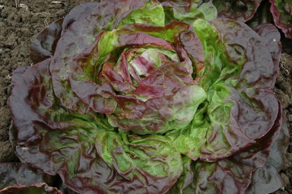 Jugoslawischer Roter, Winterkopfsalat