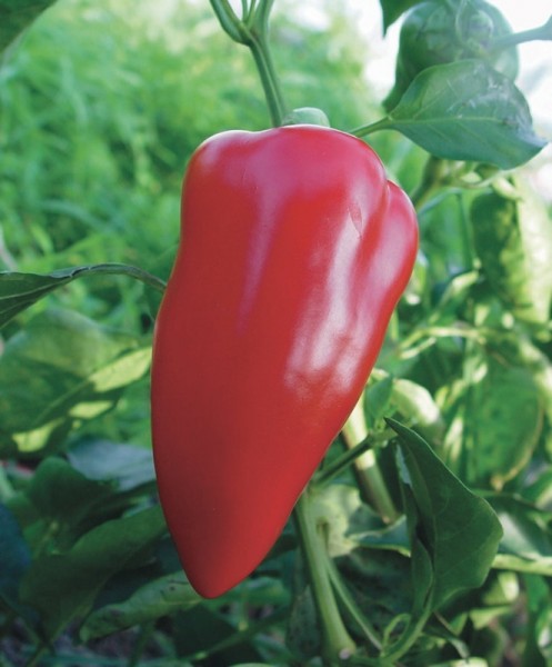 Apfel-Gemüsepaprika Angebot