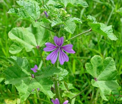 Malve, gemeine (Malva sylvestris)