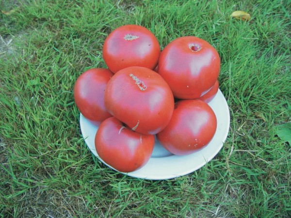 German Johnson (Fleischtomate)