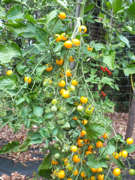 Kleinbeerige Wildtomate 2&#039; - Parvibaccatum