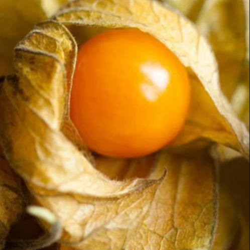 Physalis pruinosa Cerise de Terre