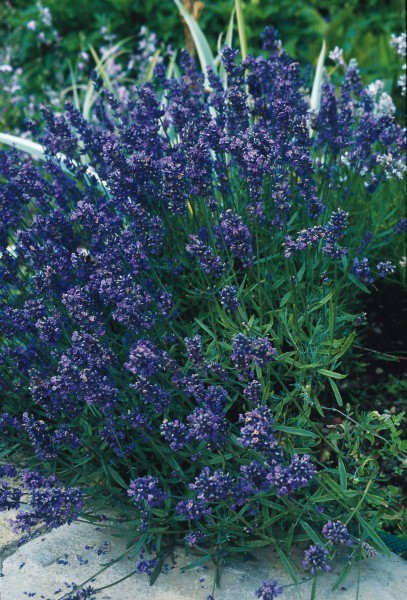 Lavendel Munstead Dwarf