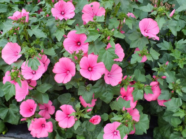 Bechermalve &quot;Mischung&quot; (Lavatera trimestris)