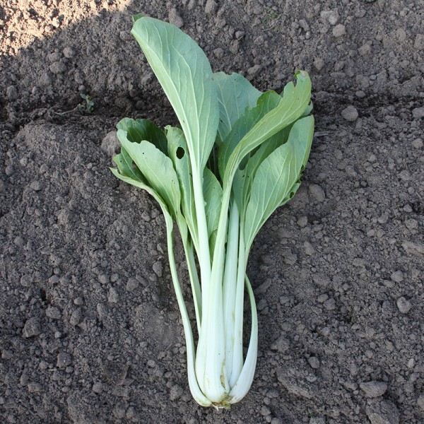 Mini Pak Choi Tah Tsai