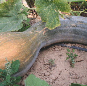 Tahiti, Riesenbutternuss, Moschuskürbis