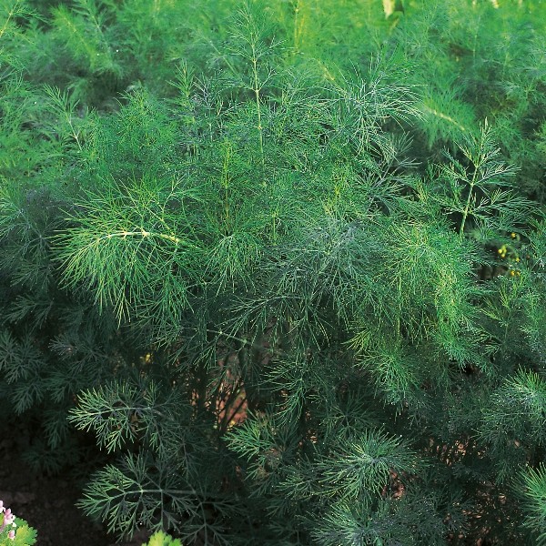 Dill "Vierling" (Anethum graevolens)