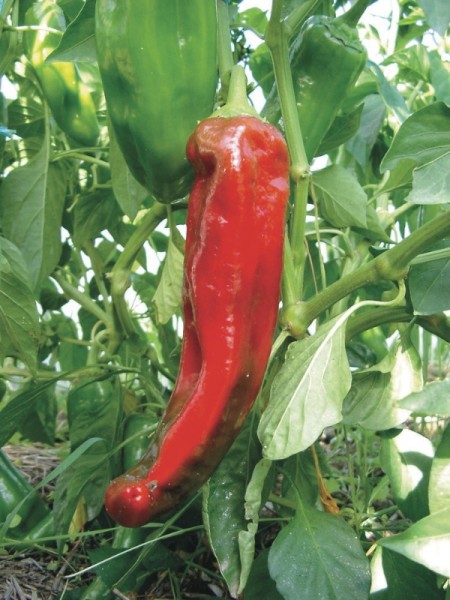 Paprika Rotes Stierhorn (Corno di Toro)