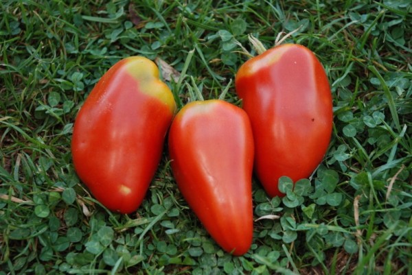 Mexican Pepper