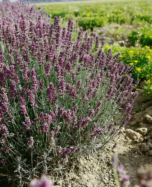 Lavendel Hidcote