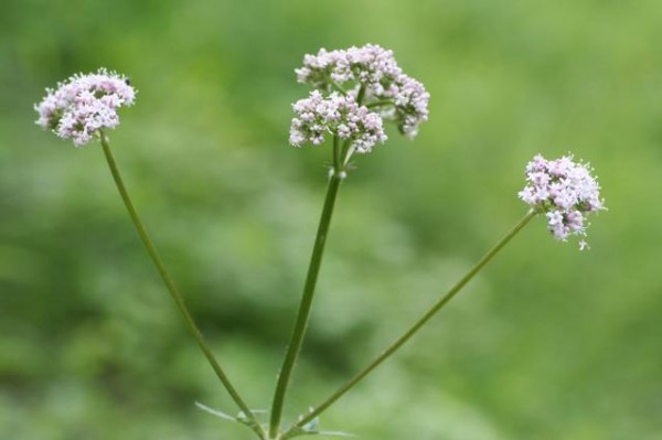 Baldrian (Valeriana officinalis)