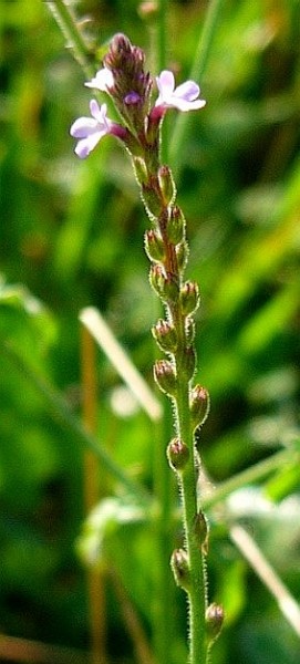 Eisenkraut, echtes, Verbene (Verbena officinalis)