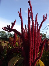 Nepal, Amaranth