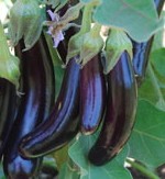 Little Fingers, Aubergine