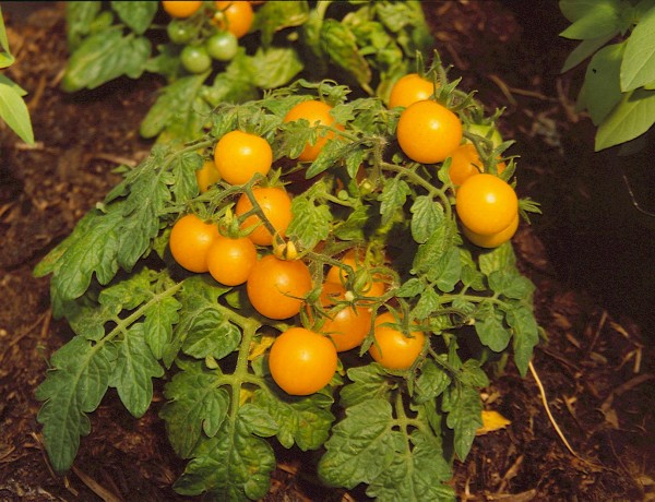 Yellow Canary (Kirschtomate)