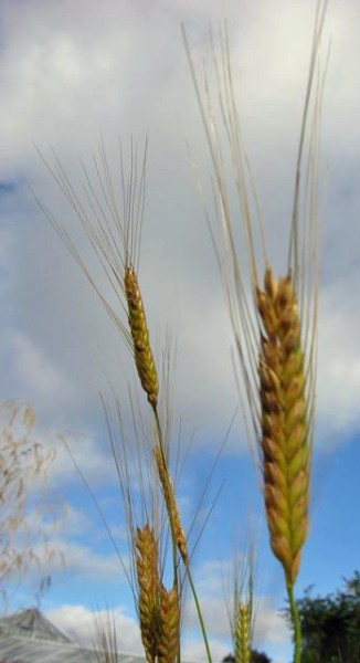 Einkorn-25 kg