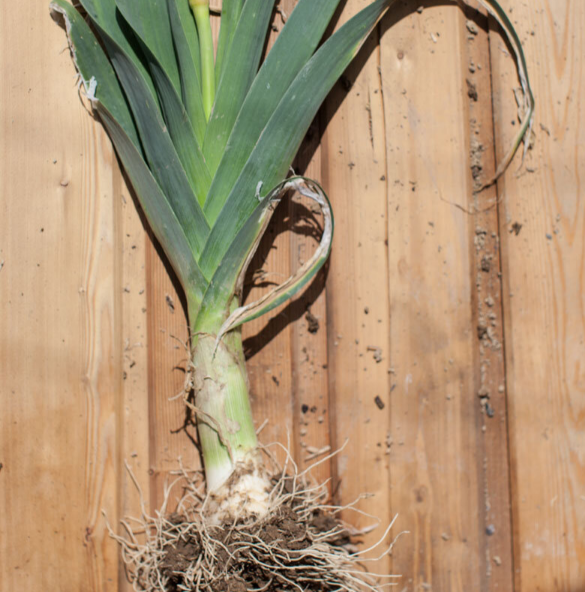 Ungeheuer von Charentan, Lauch / Poree