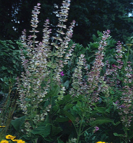 Muskatellersalbei (Salvia sclarea)