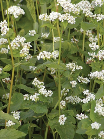 Buchweizen (Fagopyrum esculentum)-1 kg