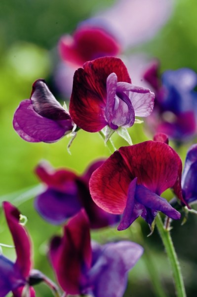 Wilde Duftwicke (Lathyrus matucana)