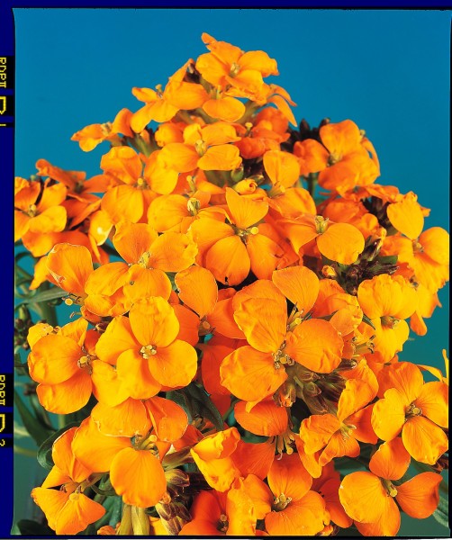 Goldlack "Cloth of Gold"