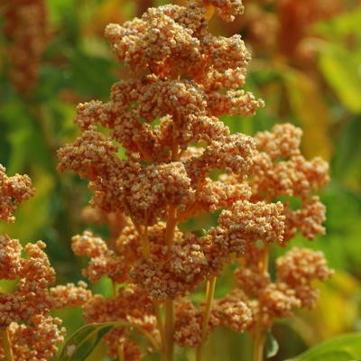 Quinoa Oro de Valle