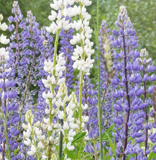 Blaue Lupine
