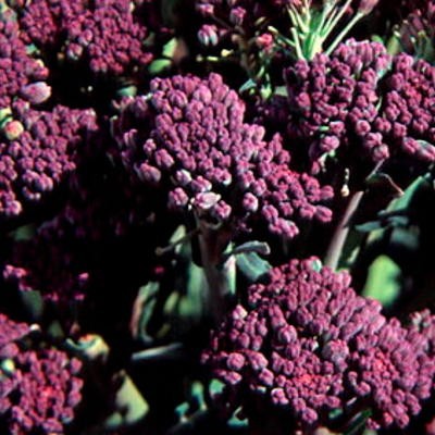 Brokkoli À Jets Violets (Brassica oleracea)