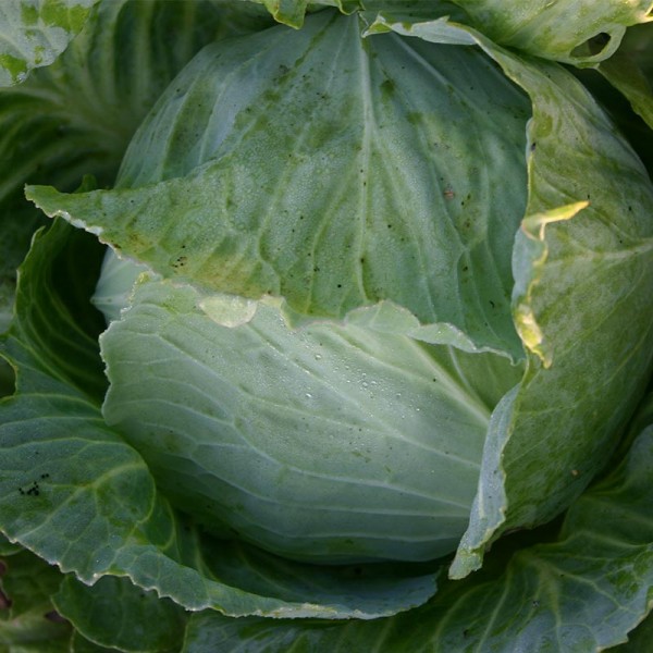 Weißkohl 'Ruhm von Enkhuizen 2'