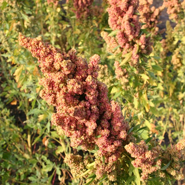 Quinoa Reismelde Chenopodium quinoa