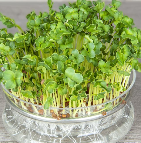 Daikon Rettich-Keimsprossen