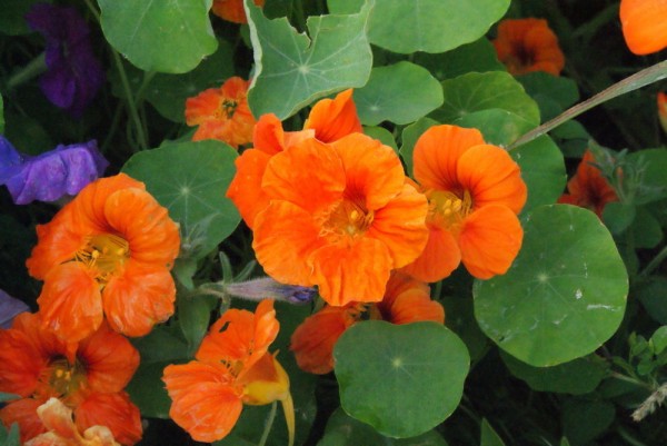 Kapuzinerkresse (Tropaeolum majus) rankend