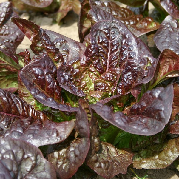 Little Leprechaun Römersalat
