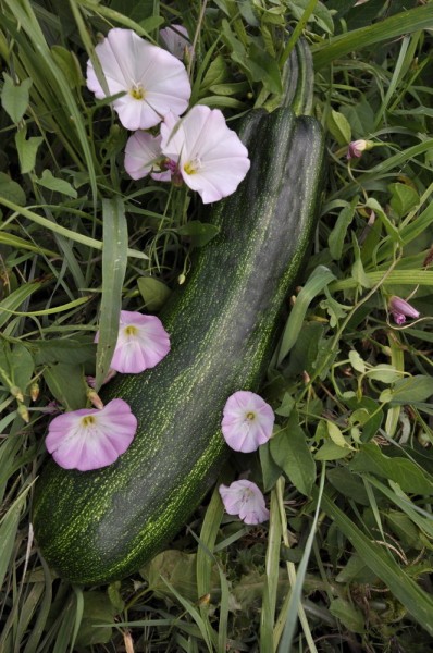 Cocozelle von Tripolis, Zucchini