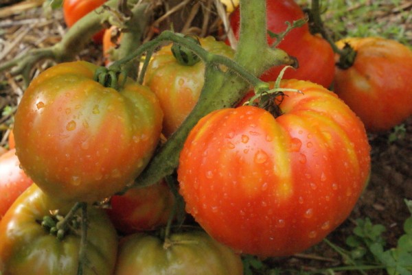Tomate Striped German, Ananastomate