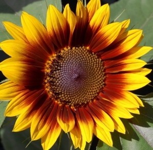 Sonnenblumen Mix