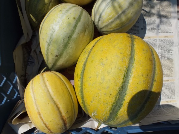 Mischung vieler Zuckermelonen-Sorten-reduziert