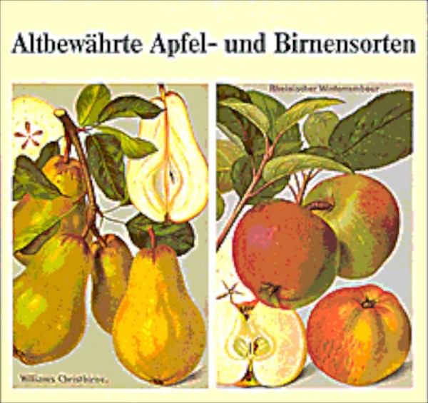 Altbewährte Apfel- und Birnensorten