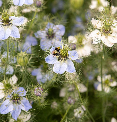 Jungfer im Grünen Nigella damascena