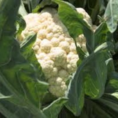 Blumenkohl Self Blanching (Brassica oleracea)