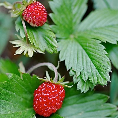 Bergerdbeere (Fragaria vesca ssp. alpina)