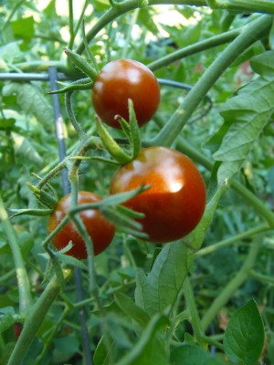 Matts dunkle Kirschtomate-