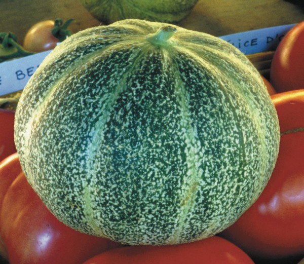 Ananasmelone, Honigmelone