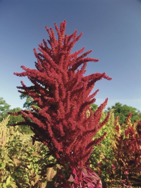 Intense Purple, Amaranth