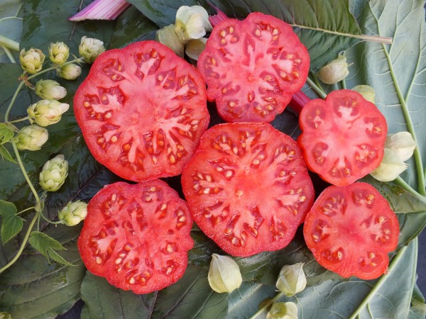 Marmande (kleine Fleischtomate)