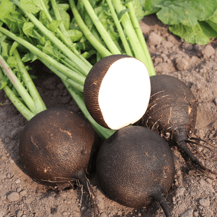 Runder schwarzer Rettich aus Spanien