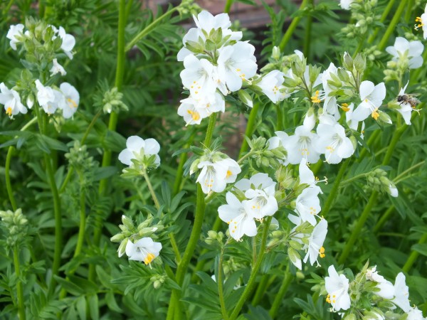 Jakobsleiter, Mischung weiß und blaublühend