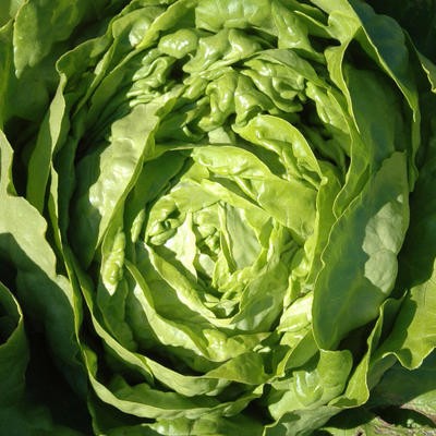 Kopfsalat Kagraner Sommer