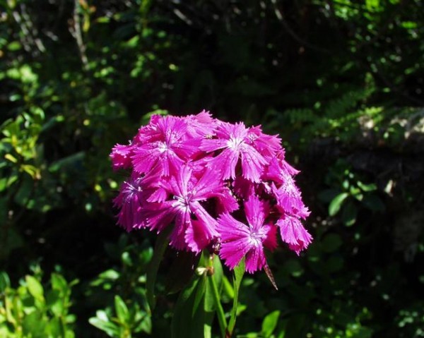 Bartnelke (Dianthus barbatus)