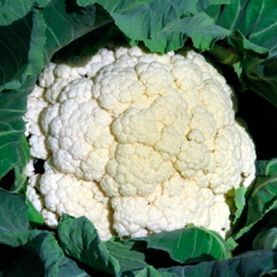 Blumenkohl Snowball